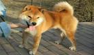 犬系竹马说他暗恋我