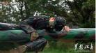 特种兵在山村叶秋免费阅读