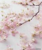 闲听落花作品